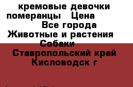 кремовые девочки померанцы › Цена ­ 30 000 - Все города Животные и растения » Собаки   . Ставропольский край,Кисловодск г.